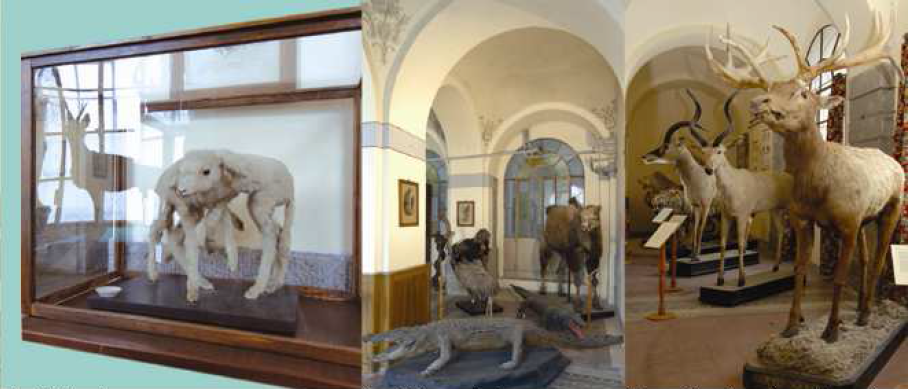 Museo Celana 2